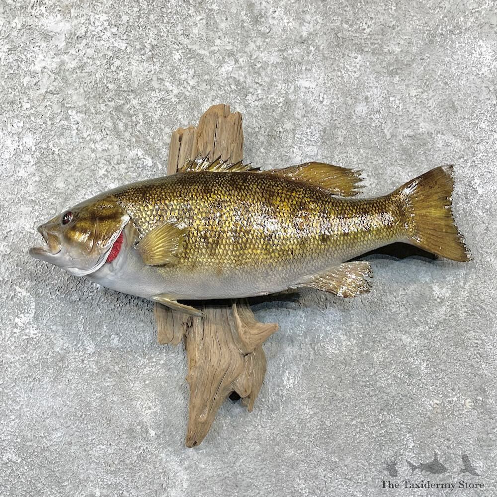 Smallmouth Bass Fish Mount For Sale #27813 @ The Taxidermy Store
