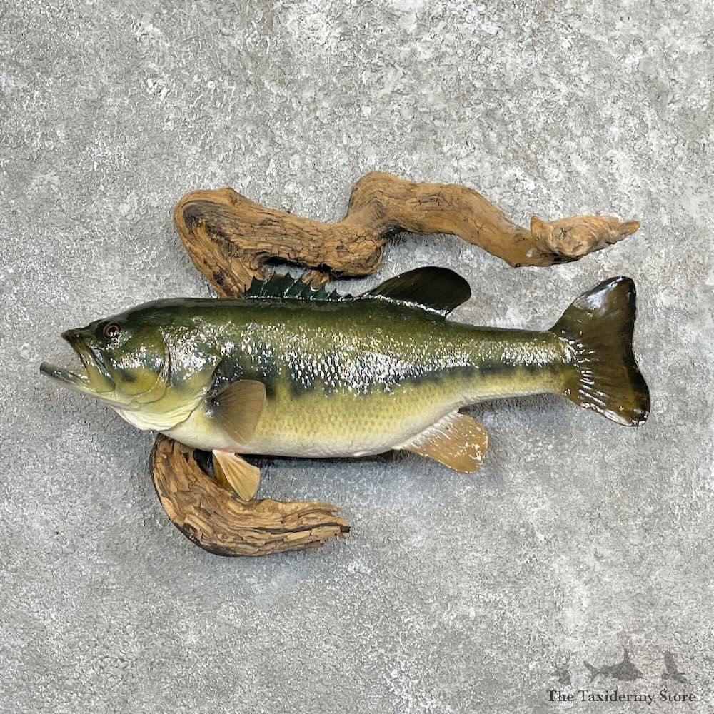 Largemouth Bass Fish Mount For Sale #27436 @ The Taxidermy Store