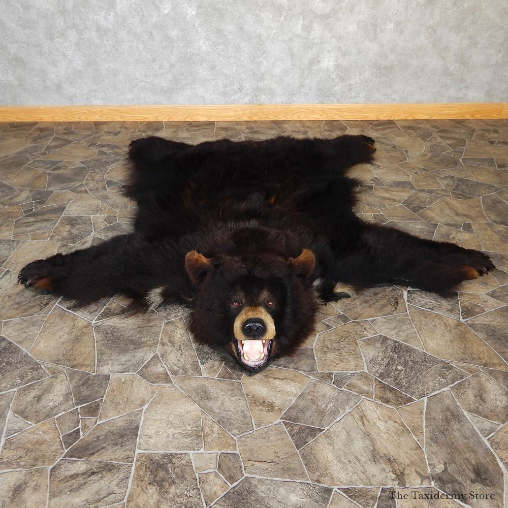 Black Bear Full-Size Rug For Sale #18970 @ The Taxidermy Store