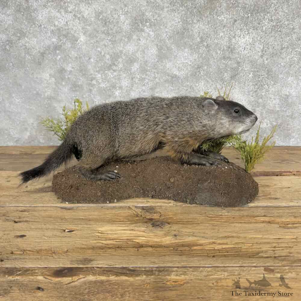Groundhog Life Size Mount For Sale #32054 @ The Taxidermy Store