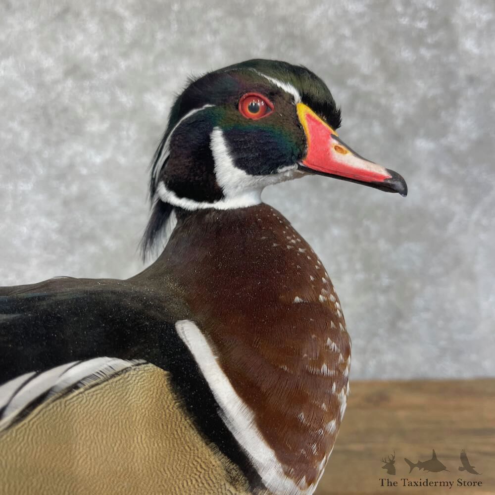 Wood Duck Bird Mount For Sale #28537 - The Taxidermy Store
