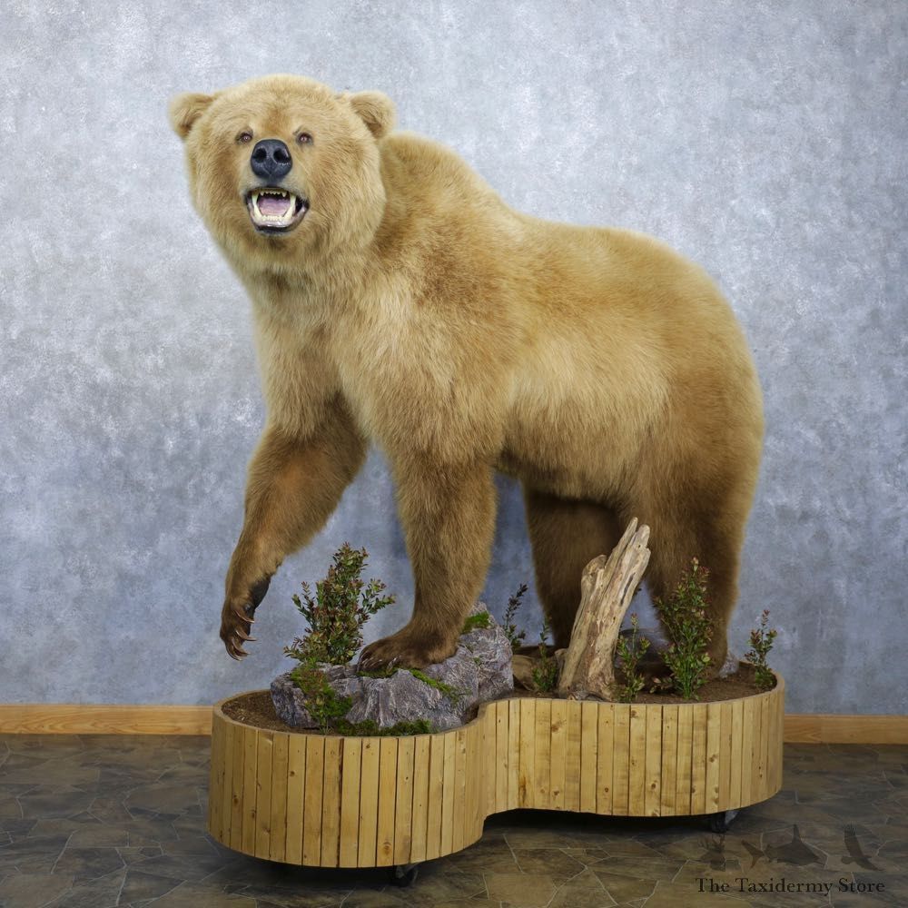 Toklat Grizzly Bear Mount For Sale #22302 @ The Taxidermy Store
