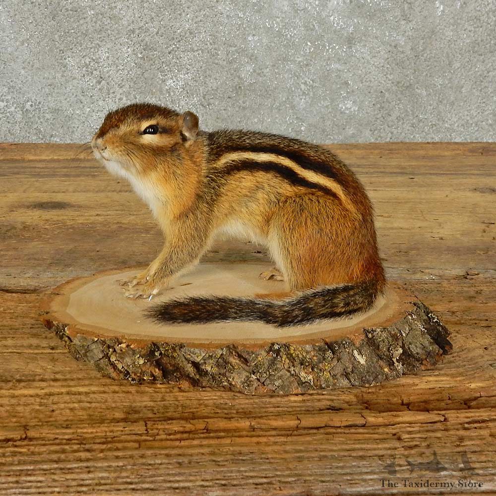 Chipmunk Life-Size Mount For Sale #15968 @ The Taxidermy Store