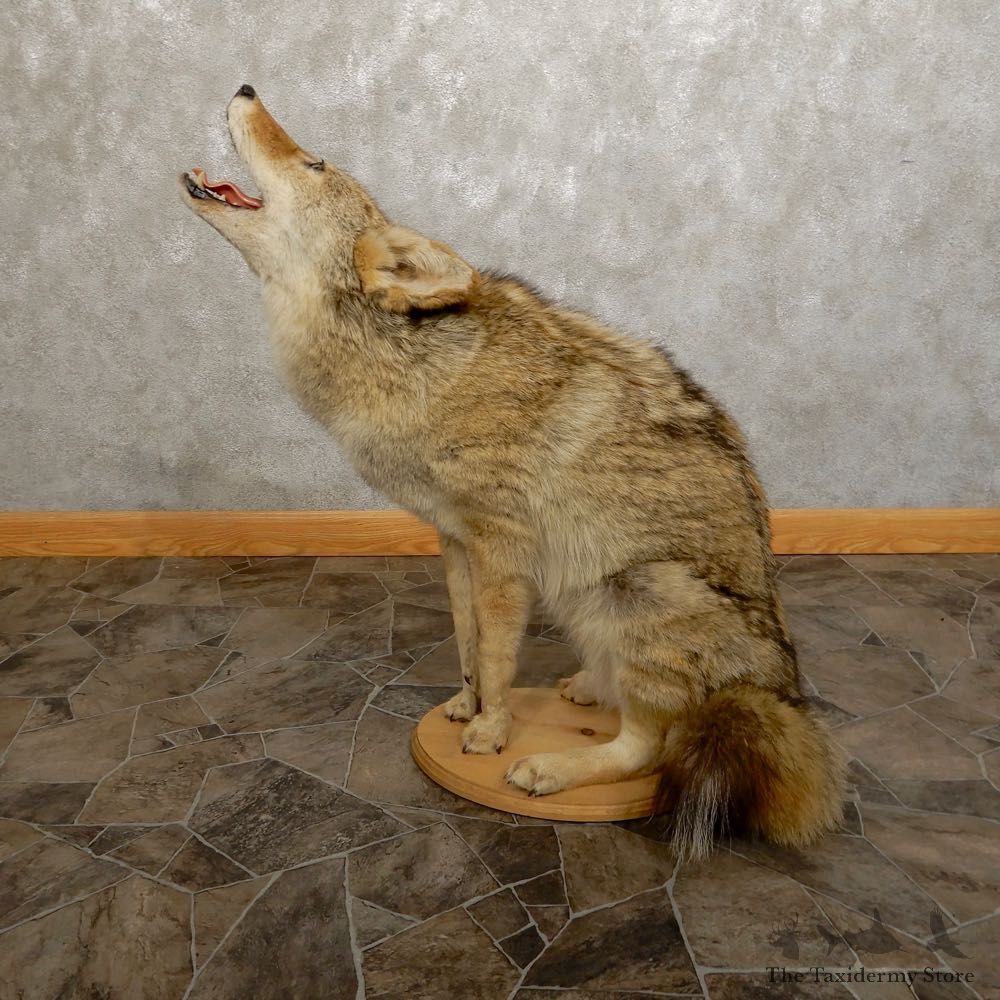 Howling Coyote Life Size Mount #20504 For Sale @ The Taxidermy Store