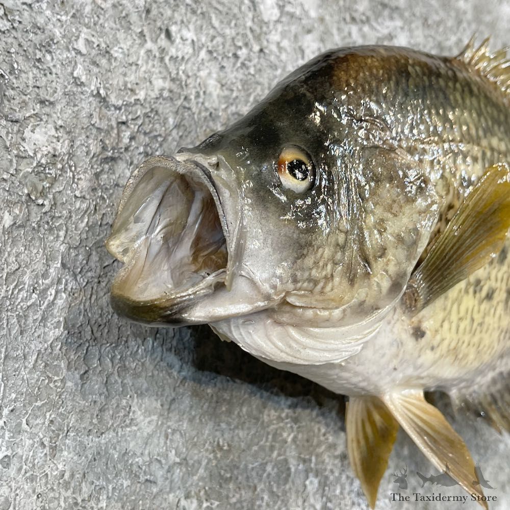 White Crappie Taxidermy Fish Mount #26135 For Sale @ The Taxidermy Store