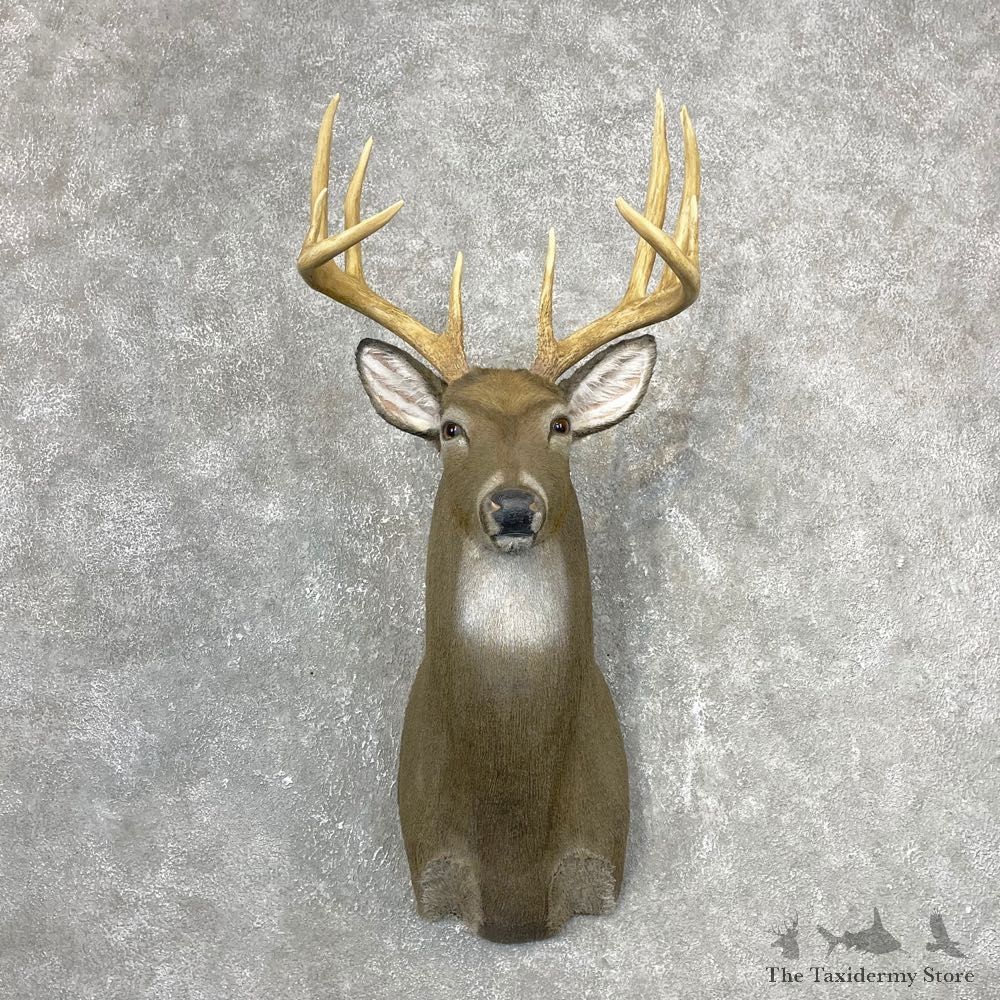Reproduction Whitetail Deer Shoulder Mount #24411 For Sale - The Taxidermy Store