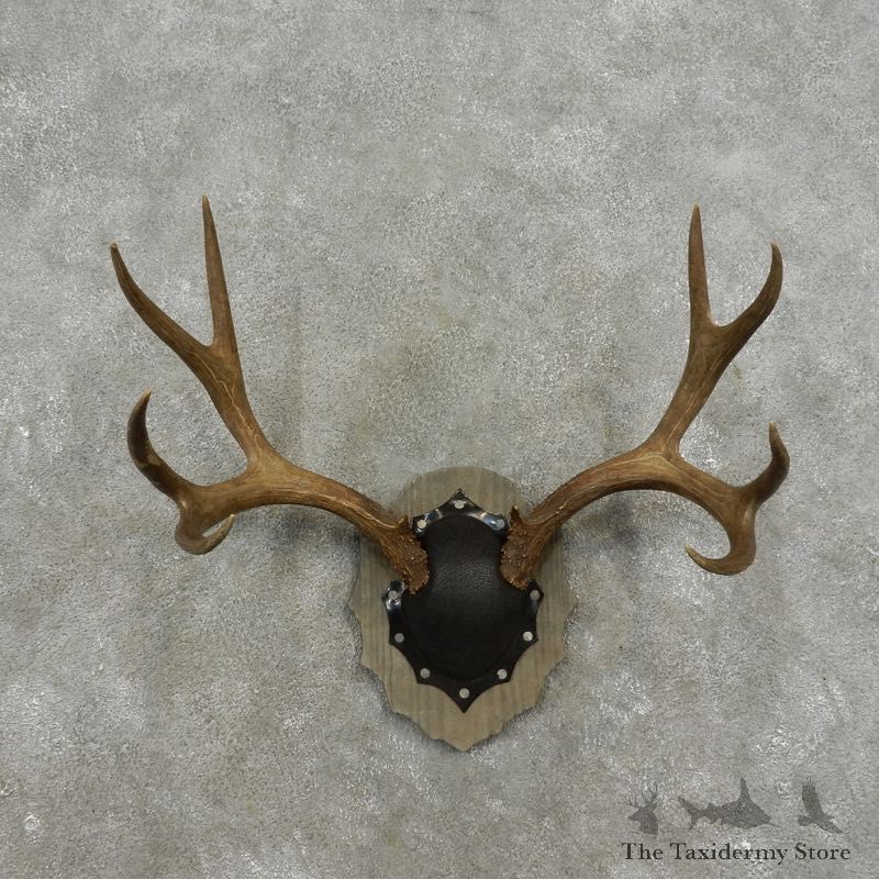 Mule Deer Taxidermy European Antler Plaque #17397 For Sale @ The Taxidermy Store
