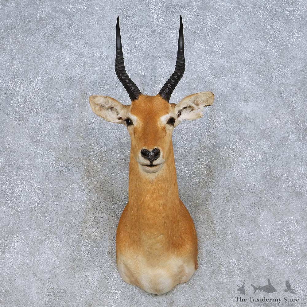 Western Kob Shoulder Mount For Sale #13974 @ The Taxidermy Store
