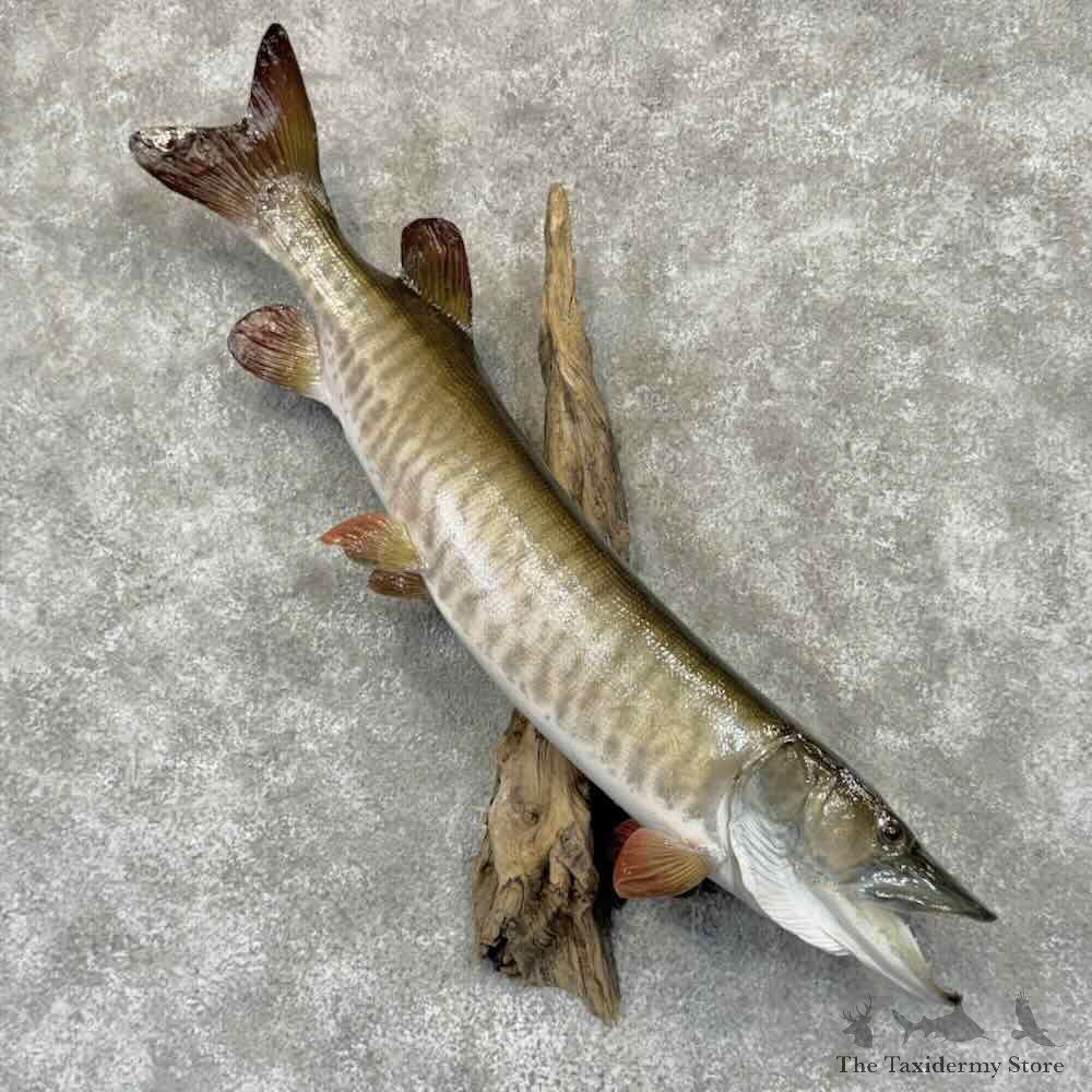 Muskellunge Fish Mount For Sale #31912 @ The Taxidermy Store