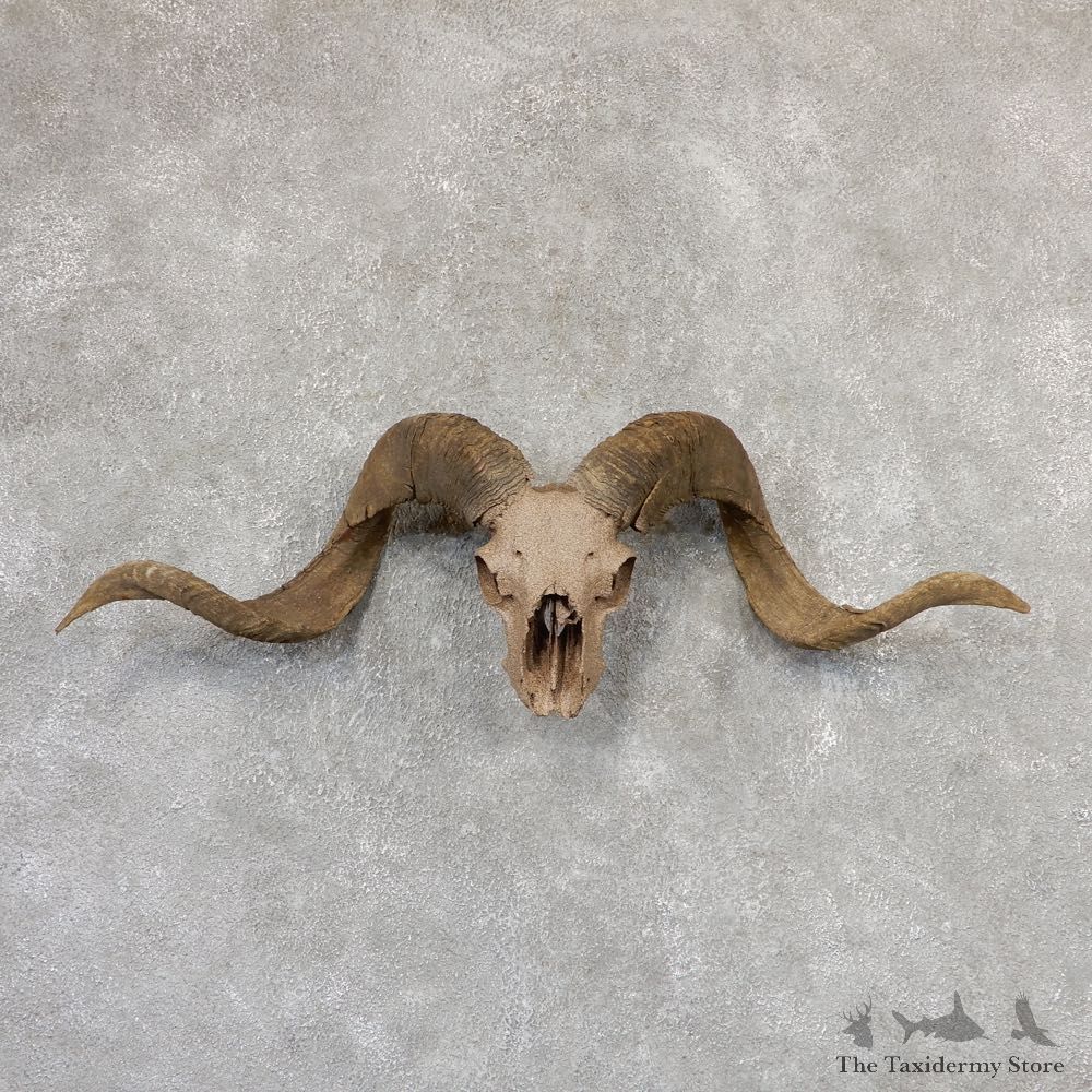 Corsican Ram Skull European Mount For Sale #19024 @ The Taxidermy Store