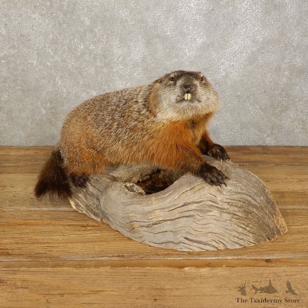 Woodchuck Life-Size Mount For Sale #20385 @ The Taxidermy Store