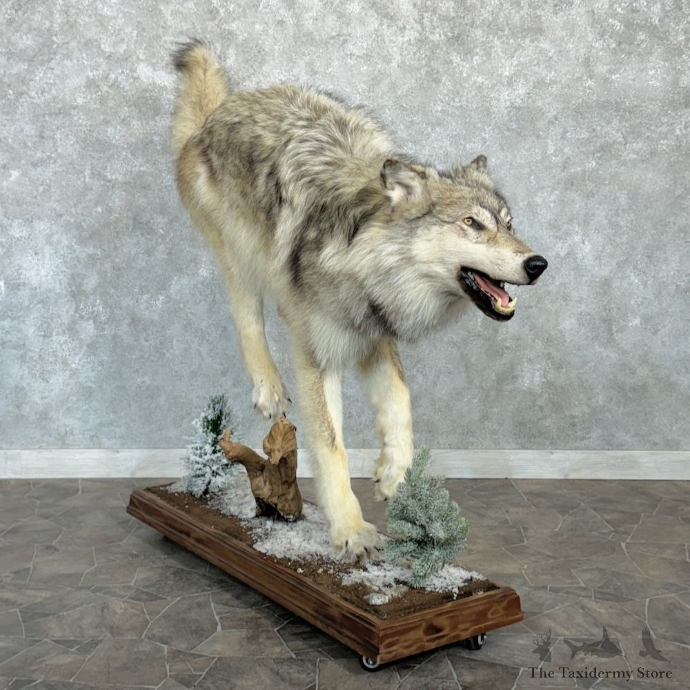 Alaskan Grey Wolf Life-Size Mount For Sale #29621 @ The Taxidermy Store