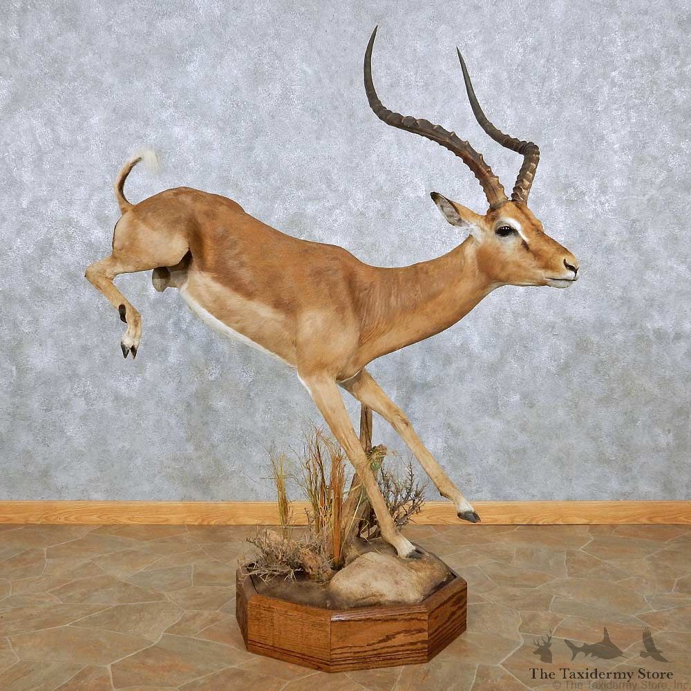 Leaping African Impala Life Size Taxidermy Mount #13937 For Sale @ The Taxidermy Store