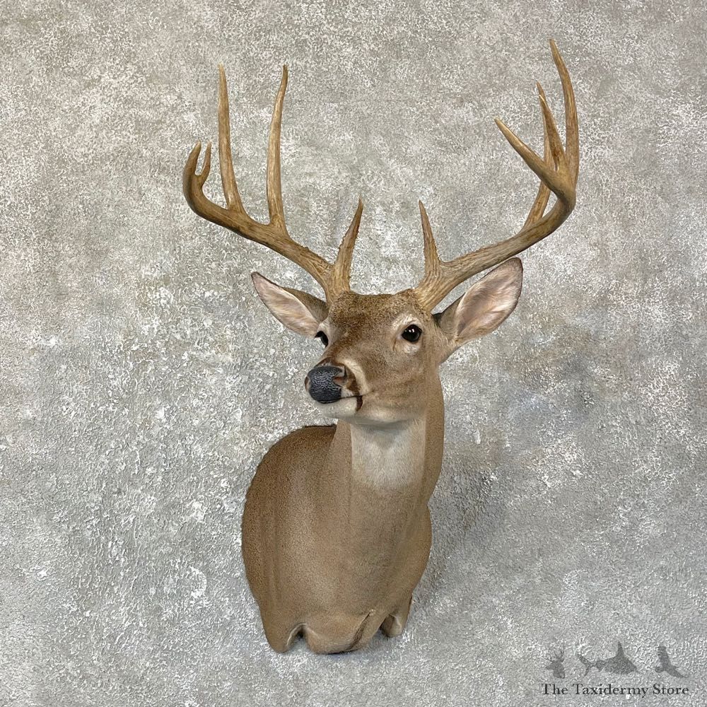 Texas Whitetail Deer Shoulder Mount For Sale #25132 @ The Taxidermy Store