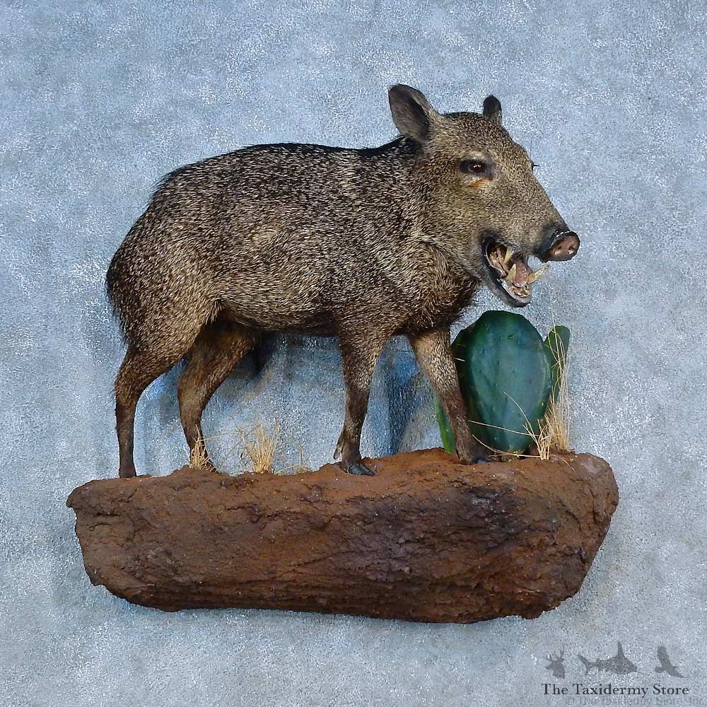 Peccary Life-Size Mount For Sale #15502 @ The Taxidermy Store
