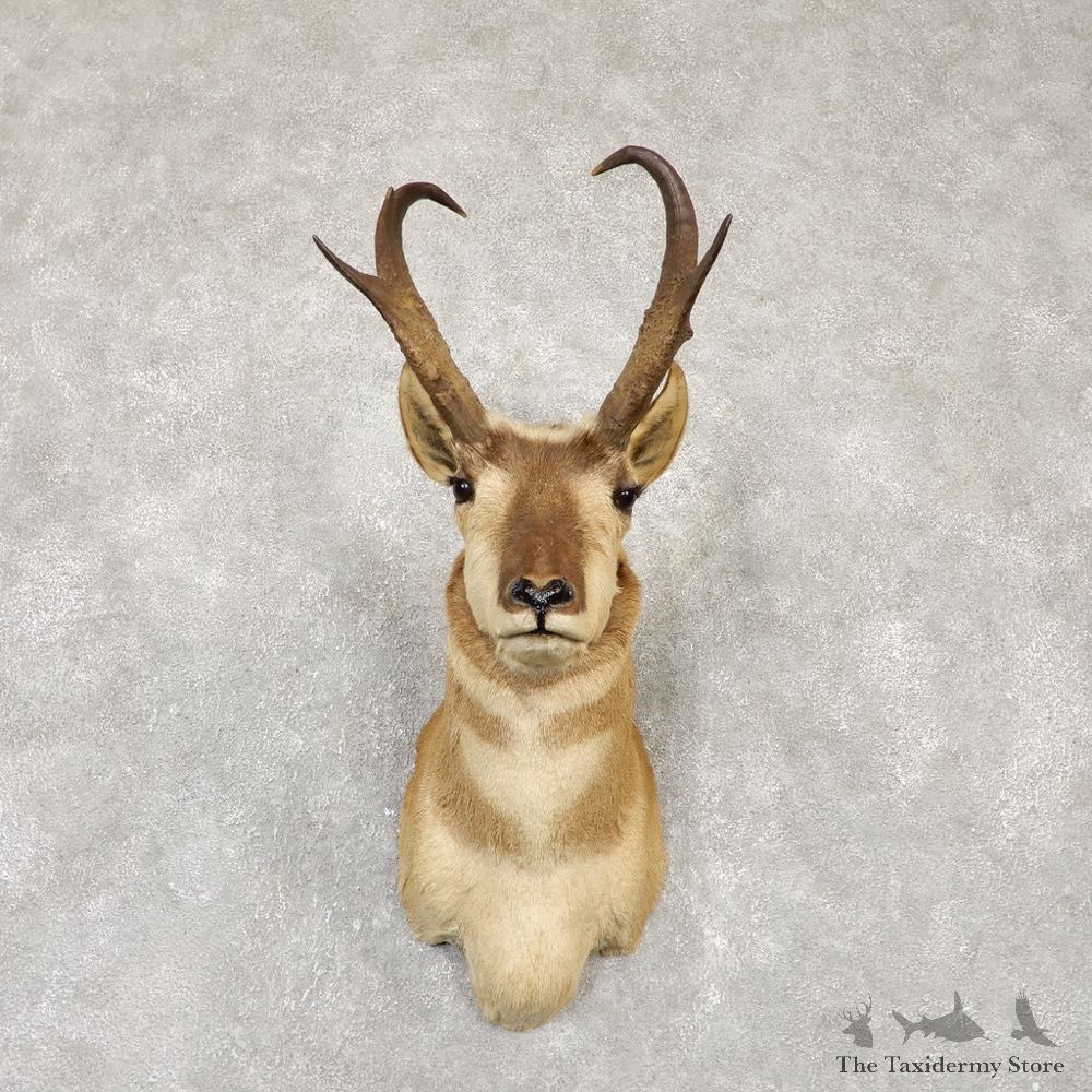 Pronghorn Antelope Shoulder Mount For Sale #20141 @ The Taxidermy Store