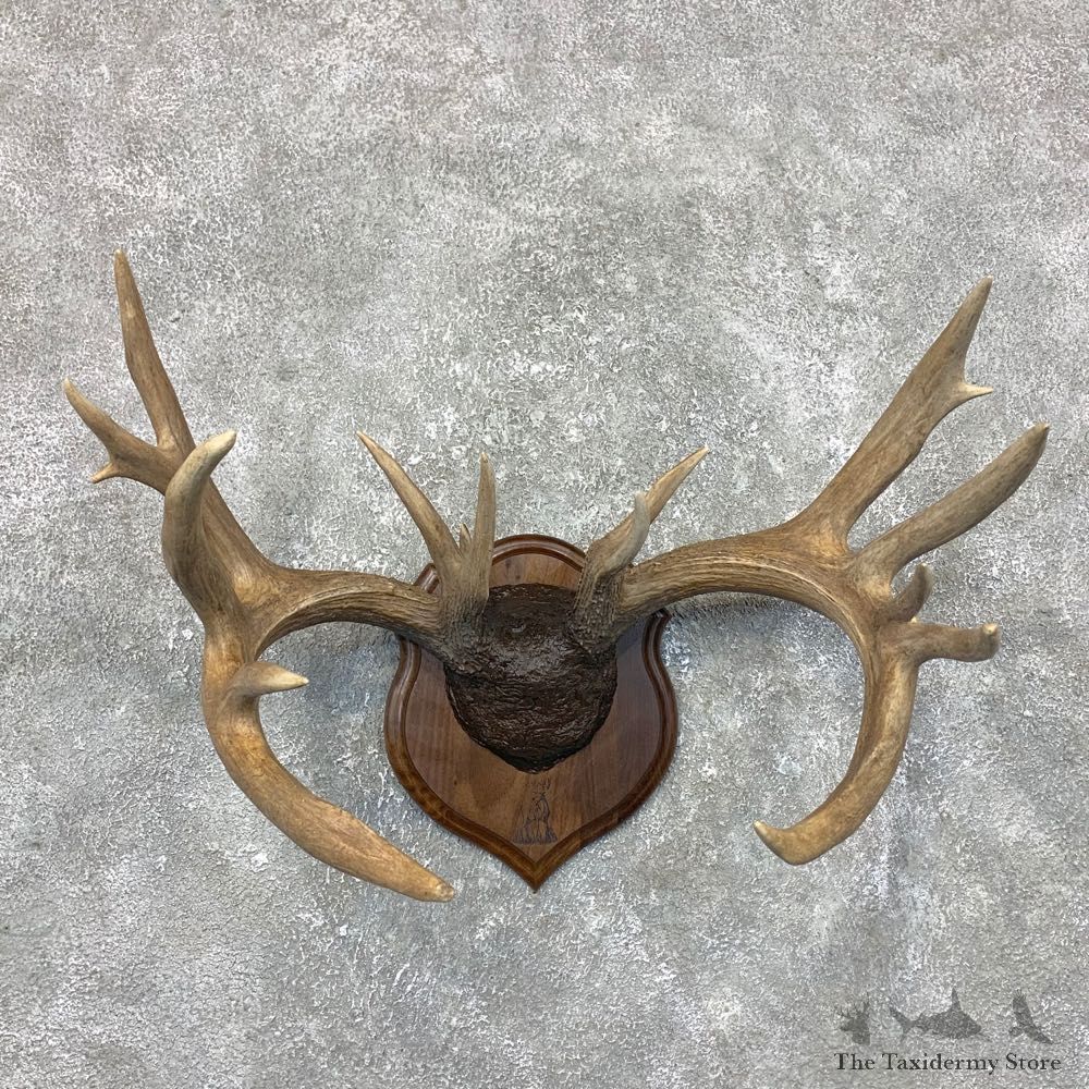 Whitetail Deer Antler Plaque Mount For Sale #23695 @ The Taxidermy Store