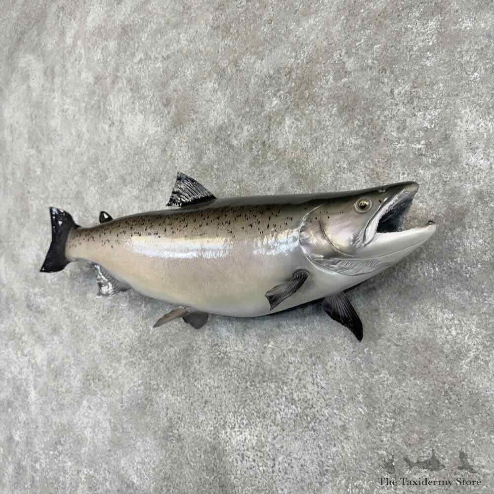Coho Salmon Fish Mount For Sale #31680 @ The Taxidermy Store