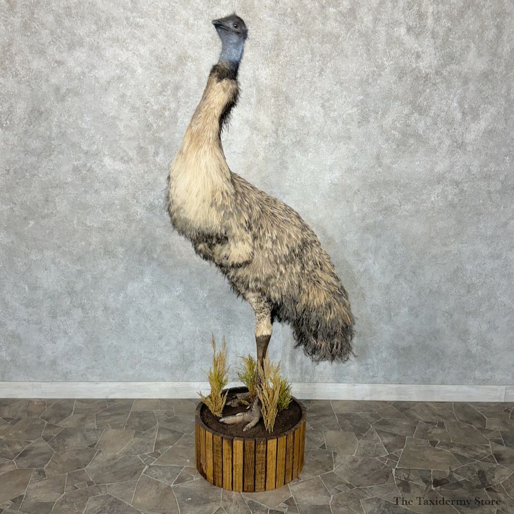 Emu Life-Size Mount For Sale #29649 @ The Taxidermy Store