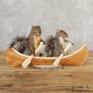 Canoeing Squirrels Novelty Mount For Sale #20754 @ The Taxidermy Store