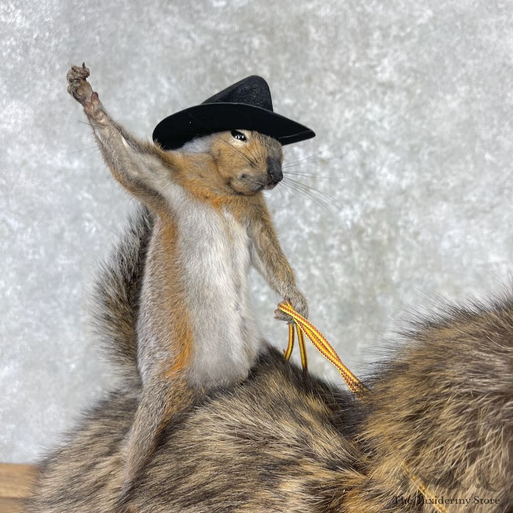 Novelty Grey Squirrel & Raccoon Mount For Sale #27196 @ The Taxidermy Store