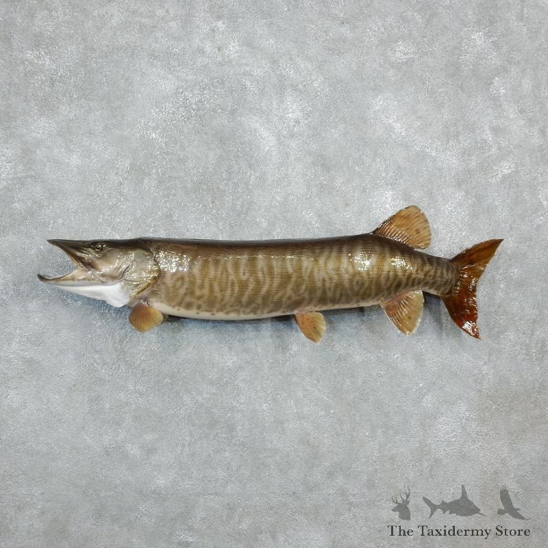 Musky Fish Taxidermy Mount For Sale #18238 - The Taxidermy Store