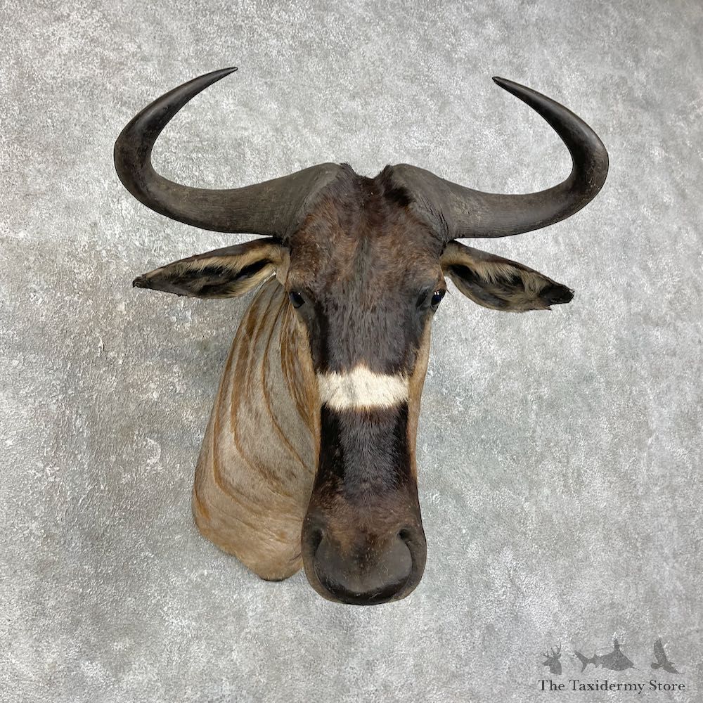 Nyasa Wildebeest Shoulder Mount For Sale #25844 - The Taxidermy Store