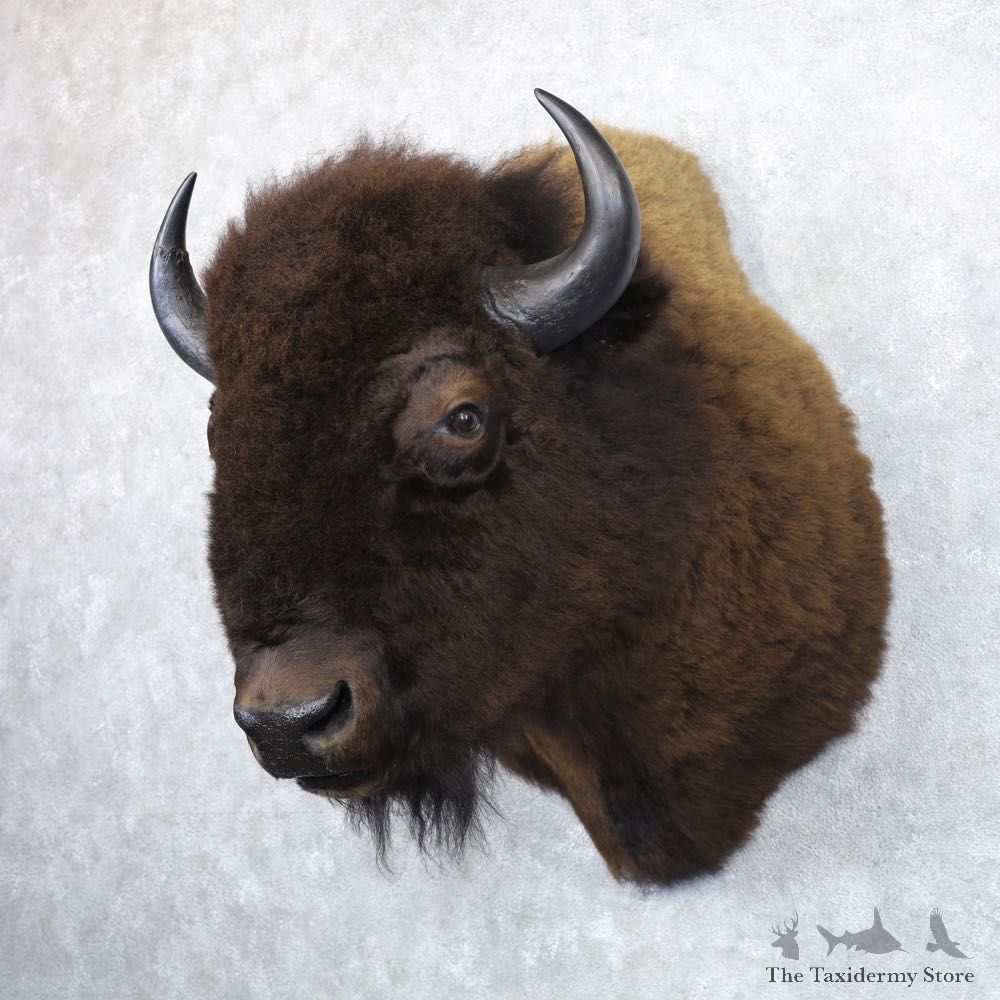 American Buffalo Shoulder Taxidermy Mount For Sale #22146 @ The Taxidermy Store