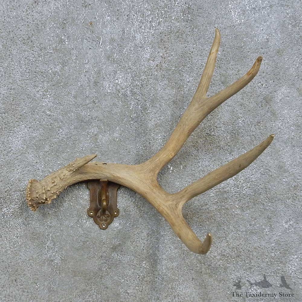 Whitetail Deer Antler Coat Hanger For Sale #15171 @ The Taxidermy Store