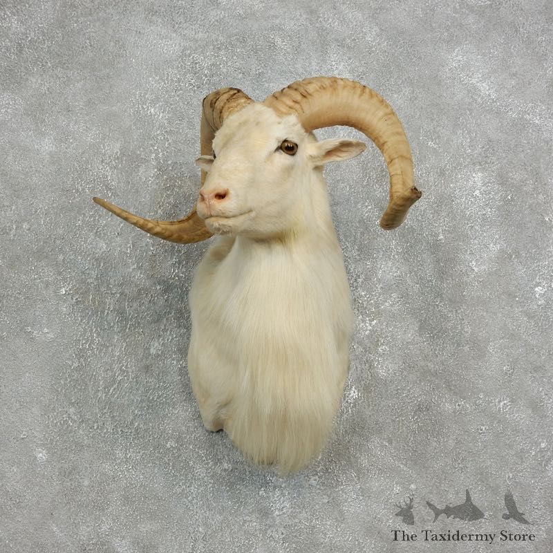 Texas Dall Sheep Mount For Sale #17626 @ The Taxidermy Store