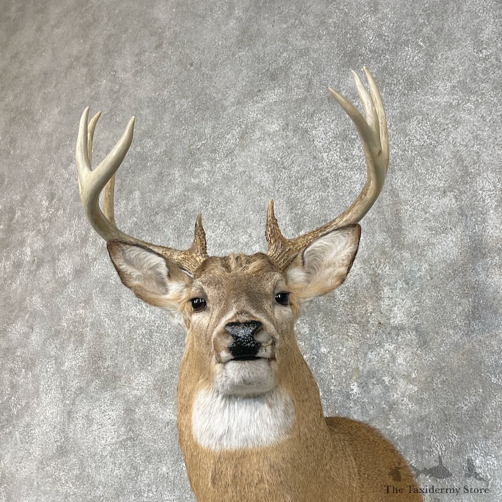 Whitetail Deer Shoulder Mount #25424 For Sale - The Taxidermy Store