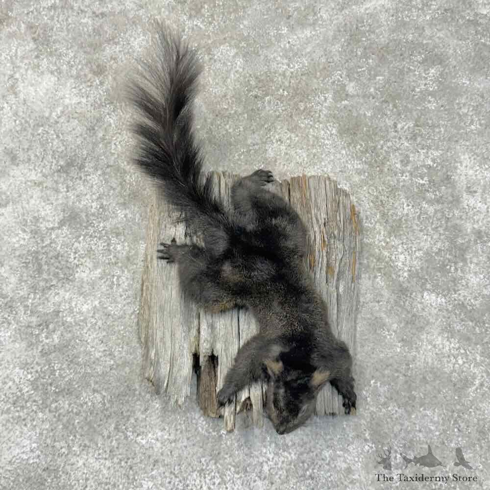 Black Squirrel Life-Size Mount For Sale #30513 @ The Taxidermy Store