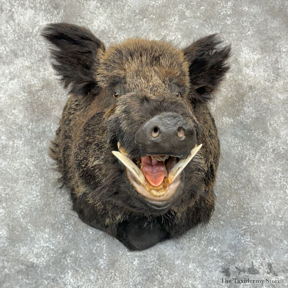 Russian Boar Shoulder Mount For Sale #29848 @ The Taxidermy Store