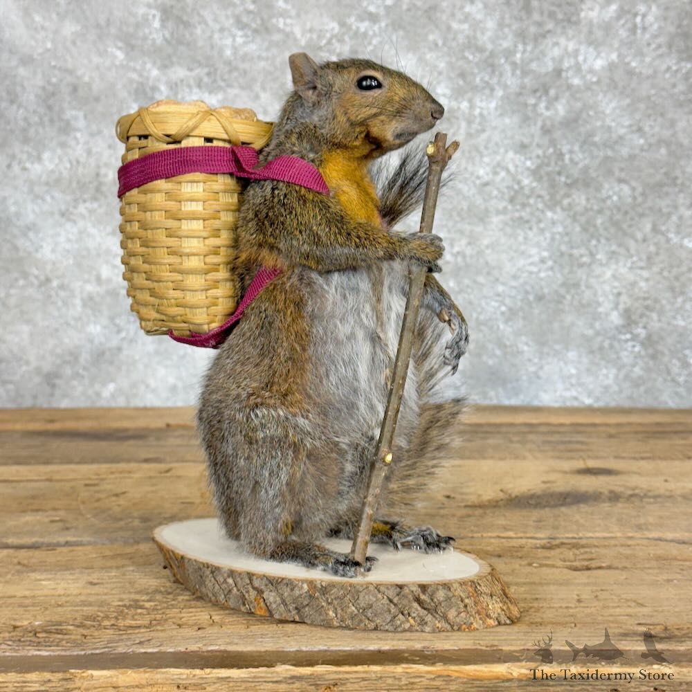 Hiking Squirrel Novelty Mount For Sale #28928 @ The Taxidermy Store