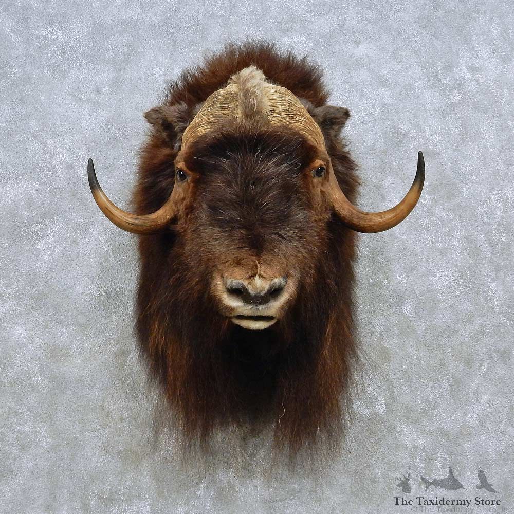 Barren Ground Muskox Shoulder Mount For Sale #15097 @ The Taxidermy Store