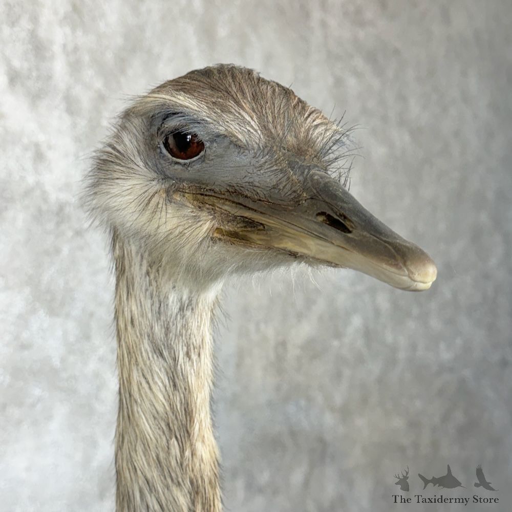 Greater Rhea Bird Mount For Sale #29650 @ The Taxidermy Store