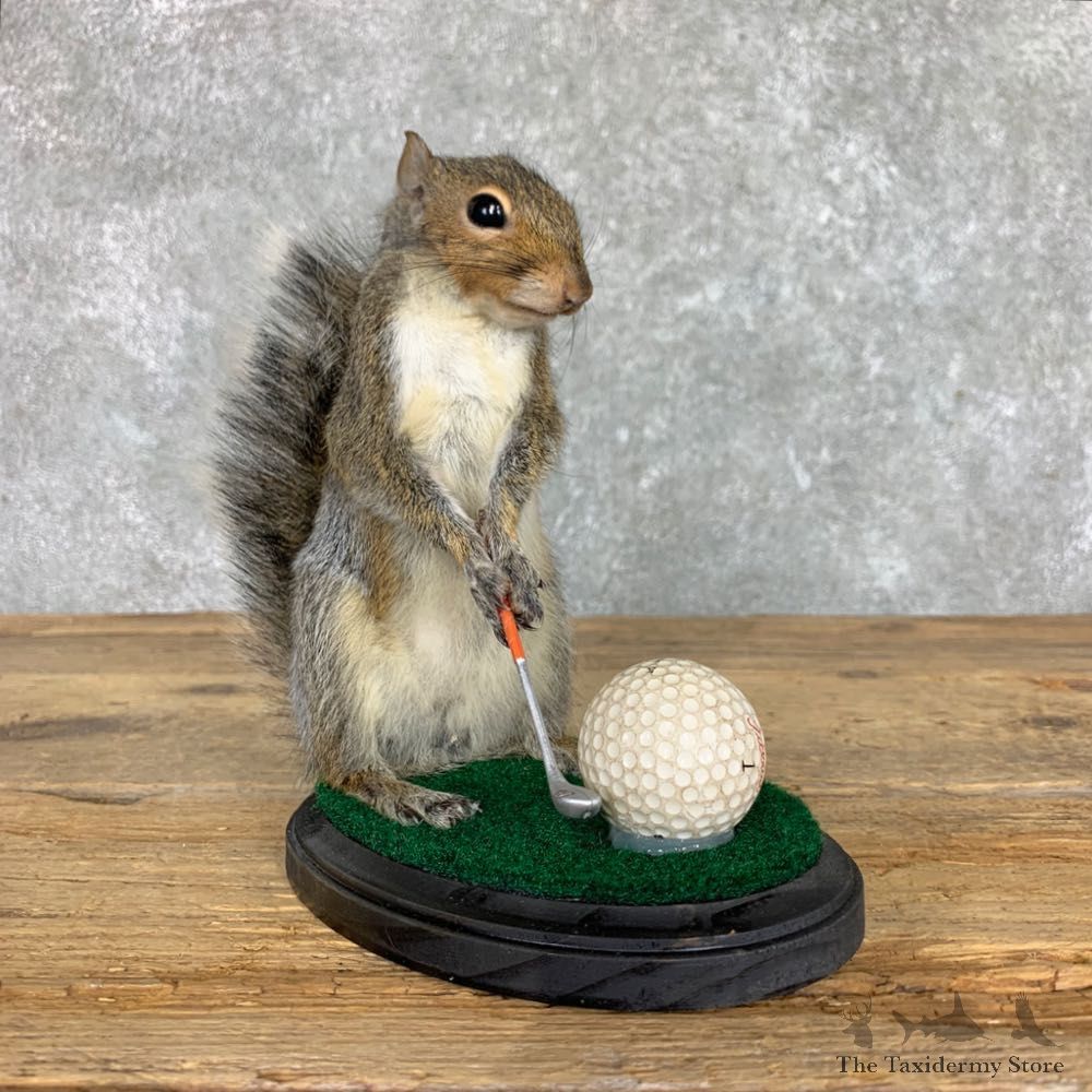 Golfing Novelty Squirrel Taxidermy Mount 22404 @Taxidermy Mount For Sale