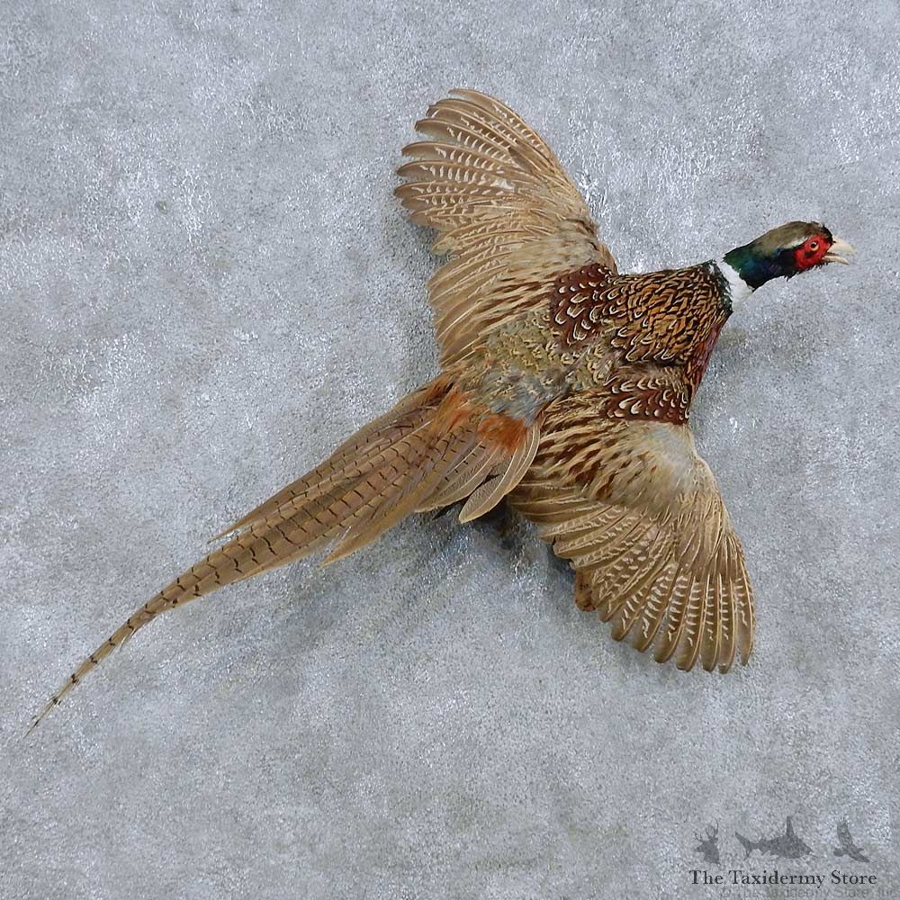 Flying Ringneck Pheasant Mount For Sale #14819 @ The Taxidermy Store