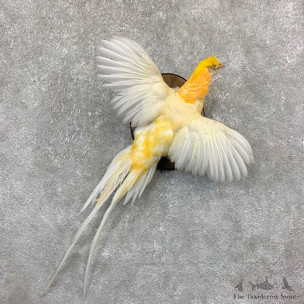 White Golden Pheasant Bird Mount For Sale #21627 @ The Taxidermy Store