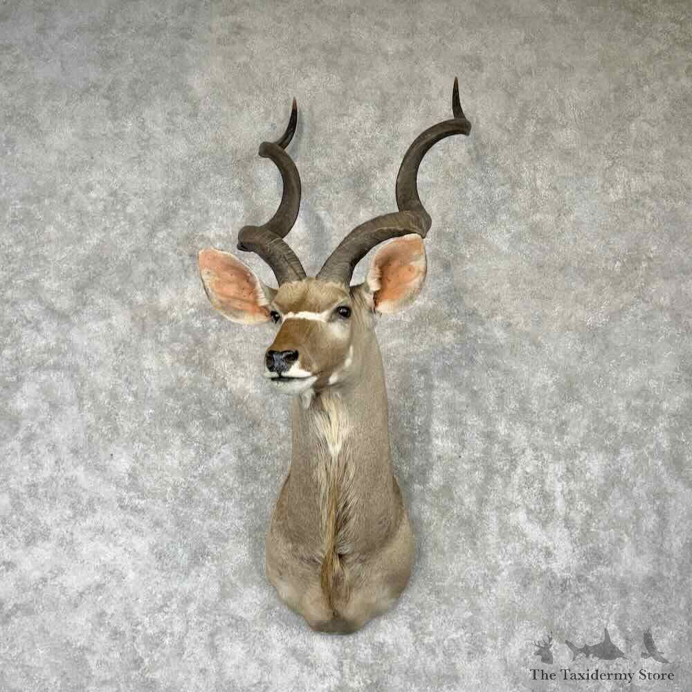 Southern Greater Kudu Shoulder Mount For Sale #30405 @ The Taxidermy Store