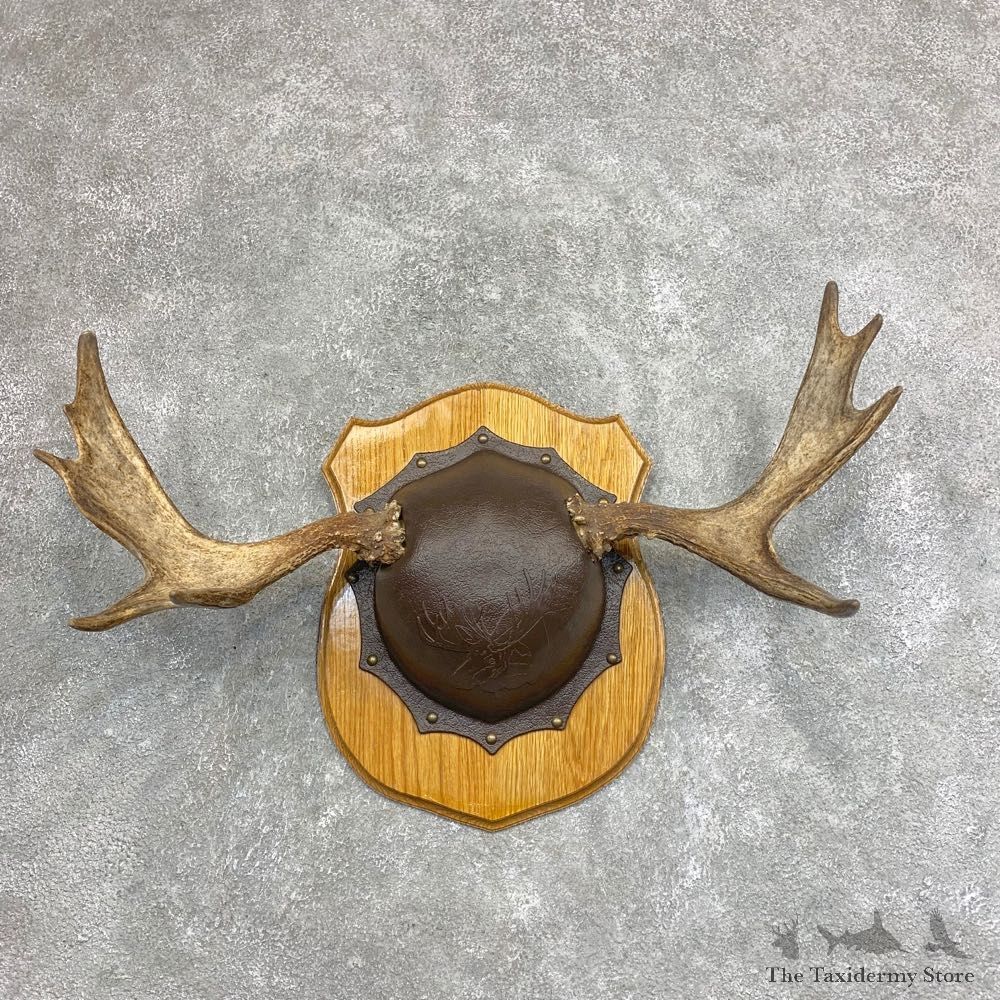 Moose Antler Plaque For Sale #21939 @ The Taxidermy Store