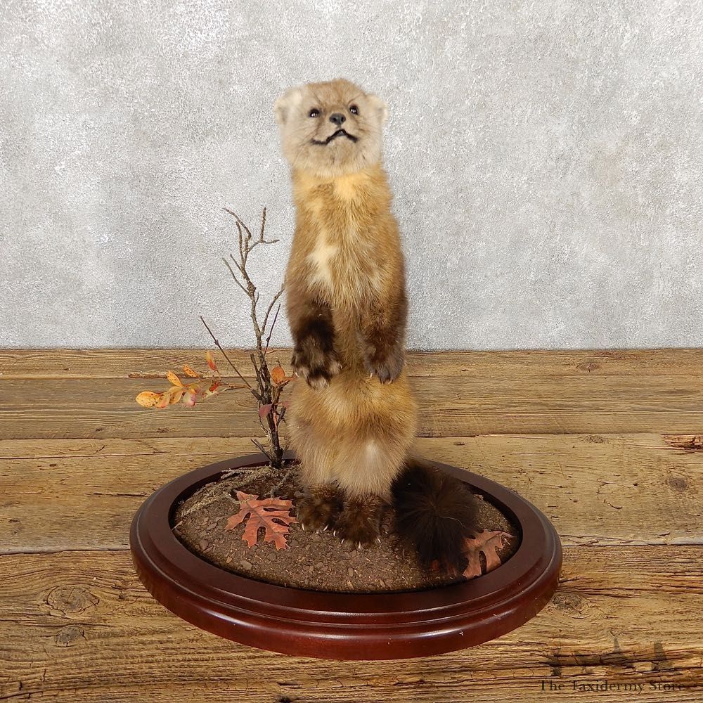 American Pine Marten Mount For Sale #18796 @ The Taxidermy Store