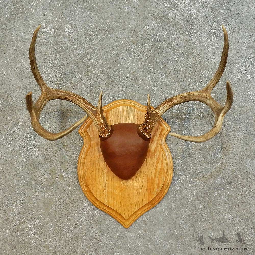 Whitetail Deer Antler Plaque Mount For Sale #16471 @ The Taxidermy Store