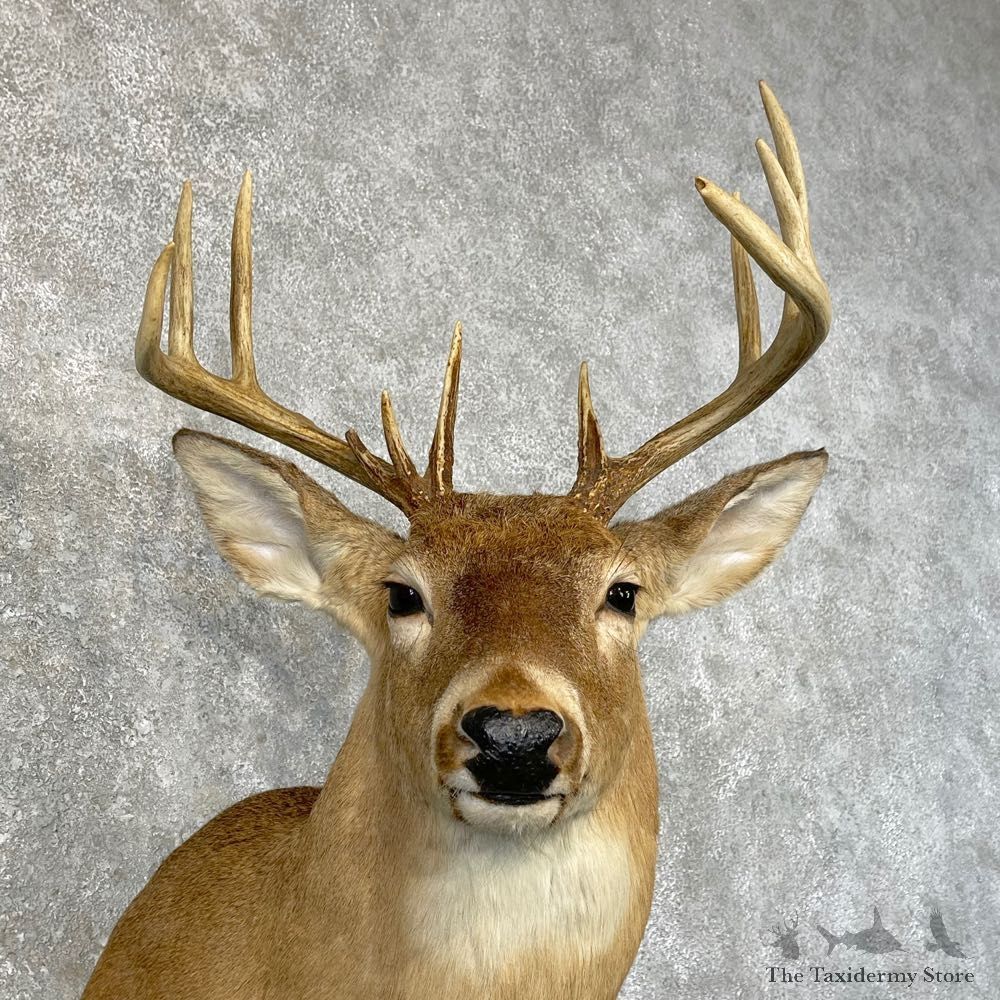 Whitetail Deer Taxidermy Shoulder Mount For Sale #24643 @ The Taxidermy Store