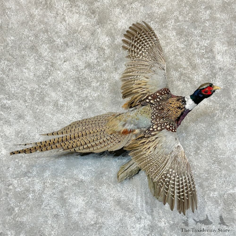Ringneck Pheasant Bird Mount For Sale #29149 @ The Taxidermy Store