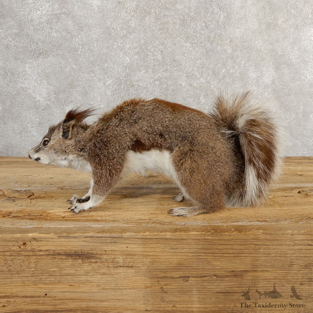 Abert's Squirrel Life-Size Mount For Sale #20763 @ The Taxidermy Store