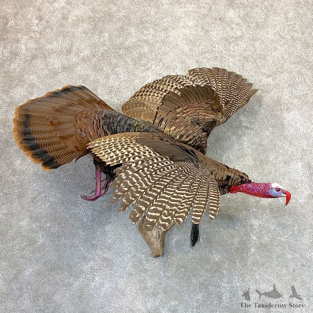 Eastern Turkey Bird Mount For Sale #22980 @ The Taxidermy Store