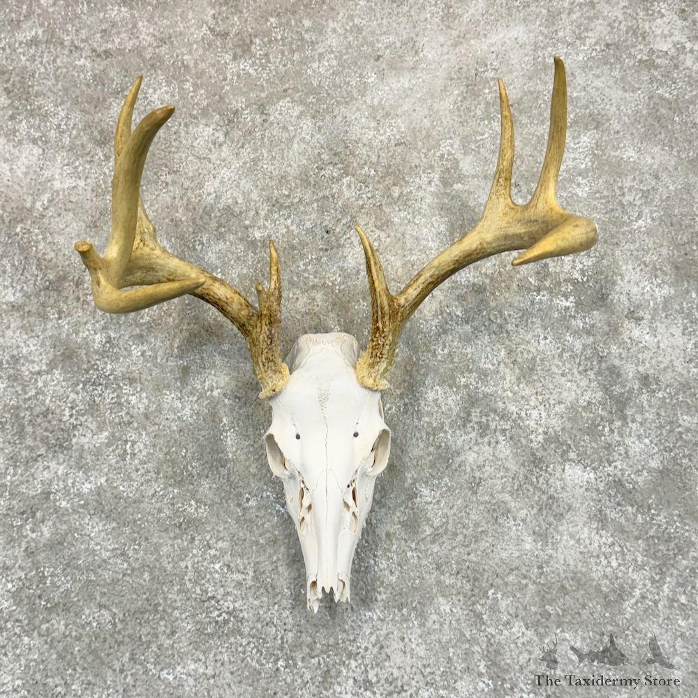 Whitetail Deer Skull European Mount For Sale #29239 @ The Taxidermy Store