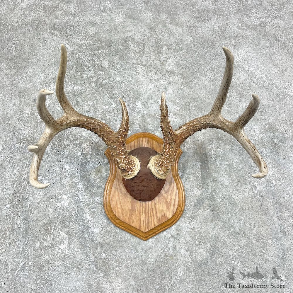 Whitetail Deer Antler Plaque Mount For Sale #25892 @ The Taxidermy Store