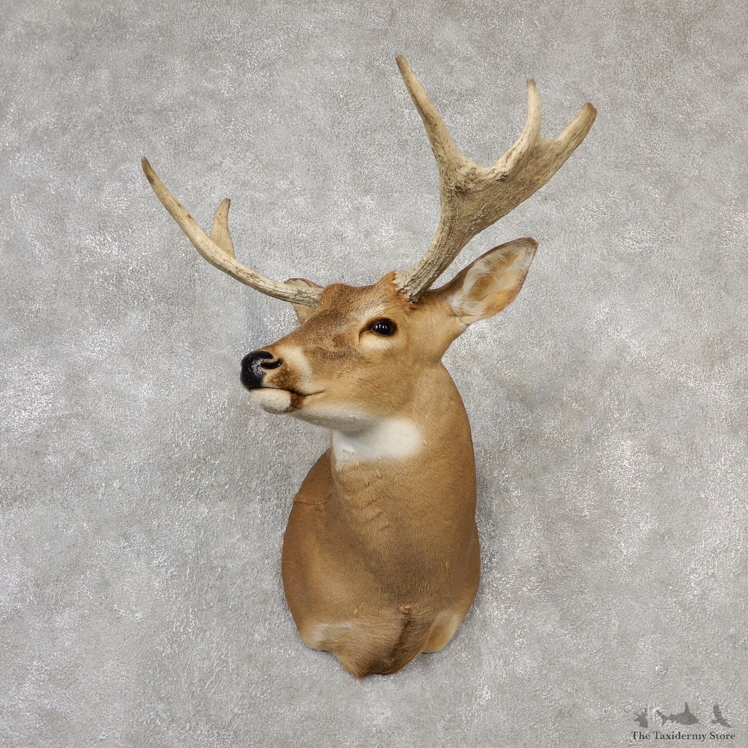 Whitetail Moose Shoulder Mount #19094 For Sale - The Taxidermy Store